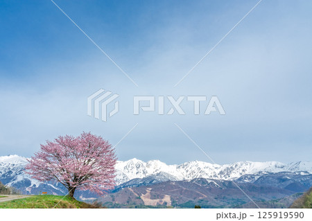 野平の一本桜と北アルプス 長野県白馬村 野平の一本桜と北アルプス 長野県白馬村 125919590