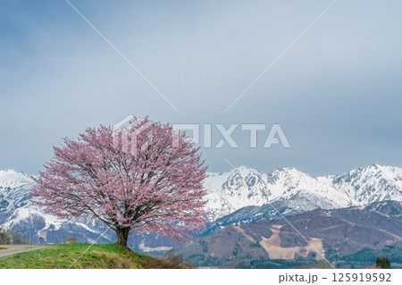 野平の一本桜と北アルプス　長野県白馬村  125919592