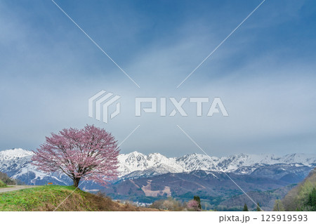 野平の一本桜と北アルプス　長野県白馬村  125919593