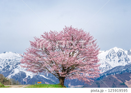 野平の一本桜と北アルプス 長野県白馬村 野平の一本桜と北アルプス 長野県白馬村 125919595