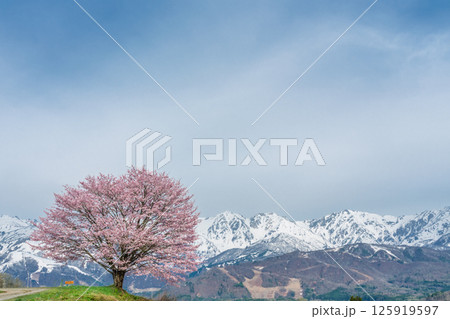 野平の一本桜と北アルプス　長野県白馬村  125919597