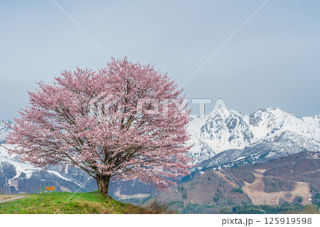 野平の一本桜と北アルプス　長野県白馬村  125919598