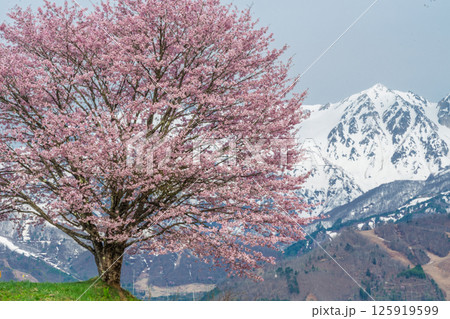 野平の一本桜と北アルプス　長野県白馬村  125919599