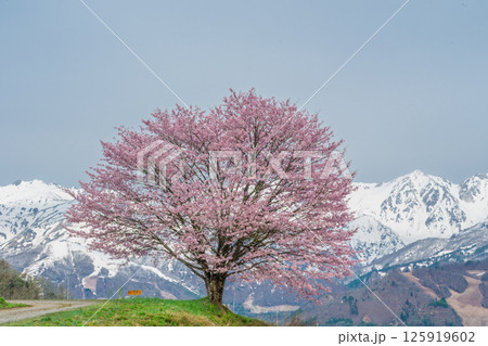 野平の一本桜と北アルプス 長野県白馬村 野平の一本桜と北アルプス 長野県白馬村 125919602