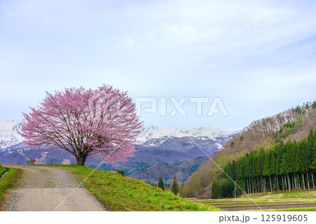 野平の一本桜と北アルプス　長野県白馬村  125919605