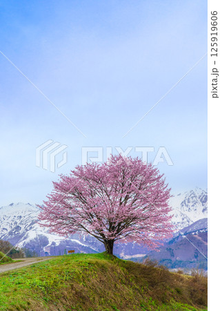 野平の一本桜と北アルプス　長野県白馬村  125919606