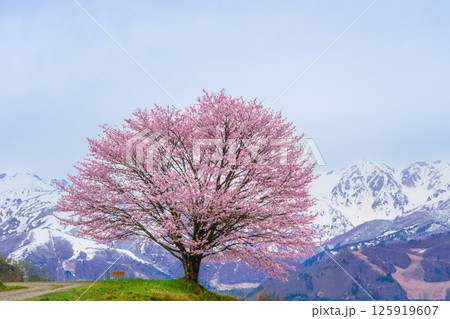野平の一本桜と北アルプス　長野県白馬村  125919607