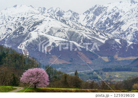野平の一本桜と北アルプス 長野県白馬村 野平の一本桜と北アルプス 長野県白馬村 125919610