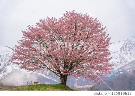 野平の一本桜と北アルプス 長野県白馬村 野平の一本桜と北アルプス 長野県白馬村 125919613