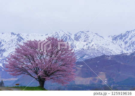 野平の一本桜と北アルプス 長野県白馬村 野平の一本桜と北アルプス 長野県白馬村 125919616