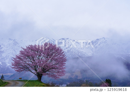 野平の一本桜と北アルプス 長野県白馬村 野平の一本桜と北アルプス 長野県白馬村 125919618