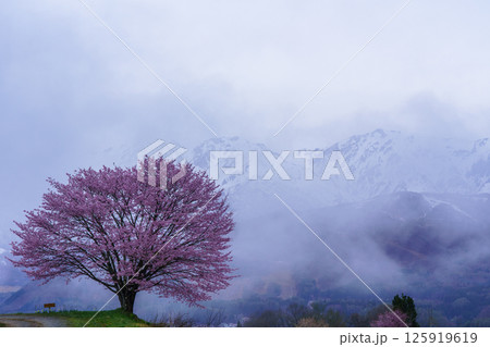 野平の一本桜と北アルプス 長野県白馬村 野平の一本桜と北アルプス 長野県白馬村 125919619