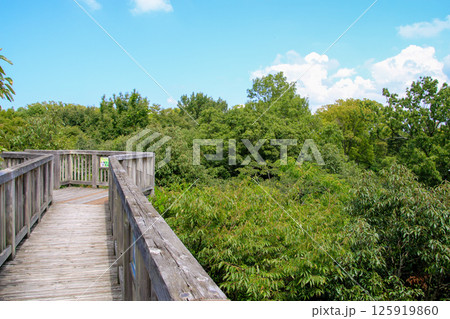 河辺いきものの森 125919860