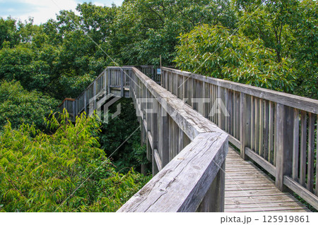 河辺いきものの森 125919861