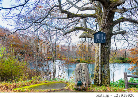 山形 紅葉に染まる蔵王中央高原 ドッコ沼 山形 紅葉に染まる蔵王中央高原 ドッコ沼 125919920