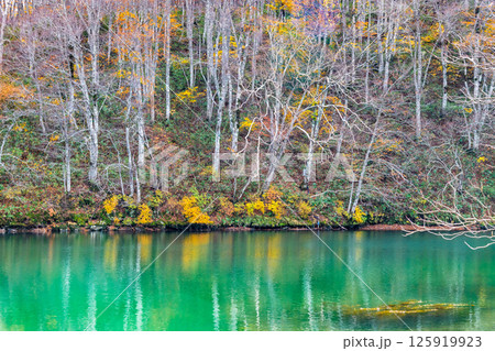 山形 紅葉に染まる蔵王中央高原　ドッコ沼 125919923