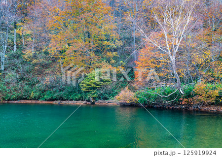 山形 紅葉に染まる蔵王中央高原　ドッコ沼 125919924
