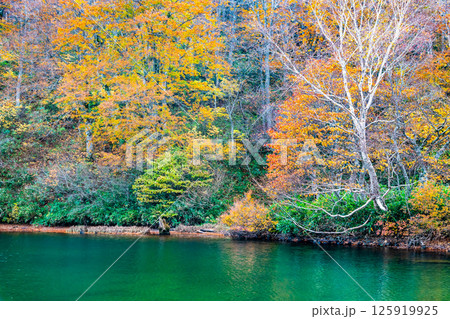 山形 紅葉に染まる蔵王中央高原　ドッコ沼 125919925