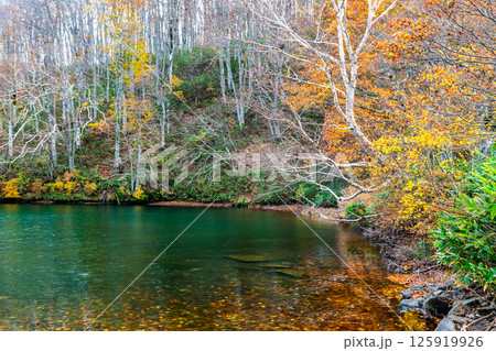 山形 紅葉に染まる蔵王中央高原　ドッコ沼 125919926