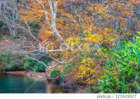 山形 紅葉に染まる蔵王中央高原　ドッコ沼 125919927