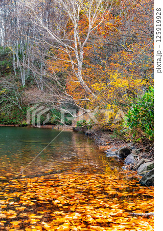 山形 紅葉に染まる蔵王中央高原　ドッコ沼 125919928
