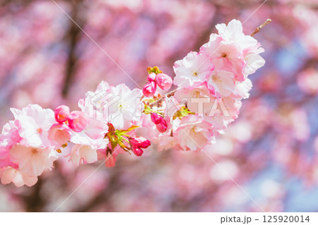 満開の赤城南面千本桜 125920014