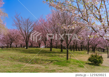 満開の赤城南面千本桜 満開の赤城南面千本桜 125920021