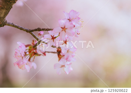 満開の赤城南面千本桜 満開の赤城南面千本桜 125920022