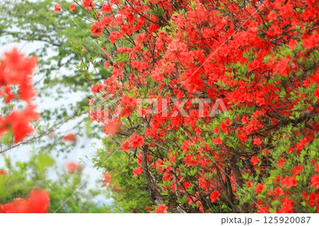 埼玉県鳩山町おしゃもじ山公園のつつじ 125920087