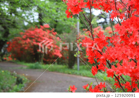 埼玉県鳩山町おしゃもじ山公園のつつじ 125920091