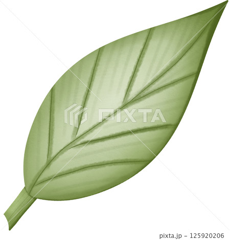 green leaf hand drawn transparency illustration green leaf hand drawn transparency illustration 125920206