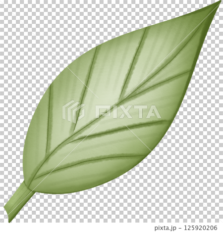 green leaf hand drawn transparency illustration green leaf hand drawn transparency illustration 125920206