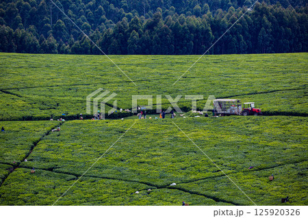 Kenya Photographers By Antony Trivet Photography Kenya Photographers By Antony Trivet Photography 125920326