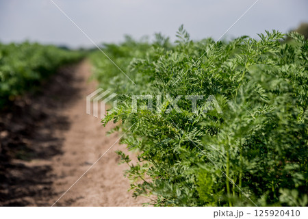 Long field and rows of carrots. Blue summer sky. Long field and rows of carrots. Blue summer sky. 125920410