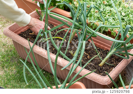 庭のプランター栽培で育てる玉葱 125920798