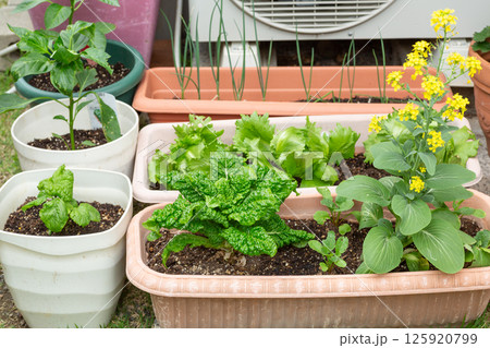 庭のプランター栽培で育てる野菜 125920799