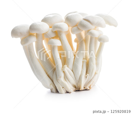 Raw white shimeji mushrooms isolated on white background. 125920819