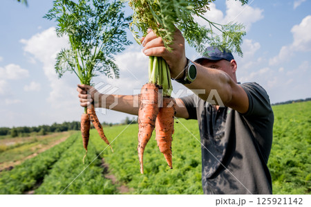 Growing organic carrots. Carrots in the hands of a farmer. Growing organic carrots. Carrots in the hands of a farmer. 125921142