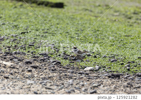 コチドリ 125921282