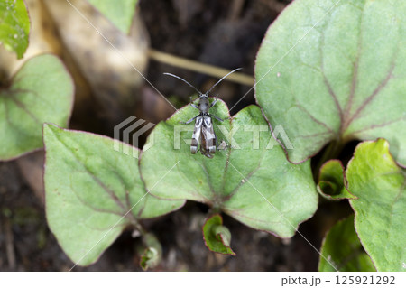 トゲヒゲトラカミキリ 125921292