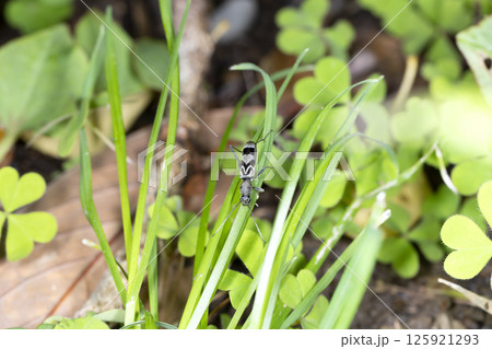 トゲヒゲトラカミキリ 125921293