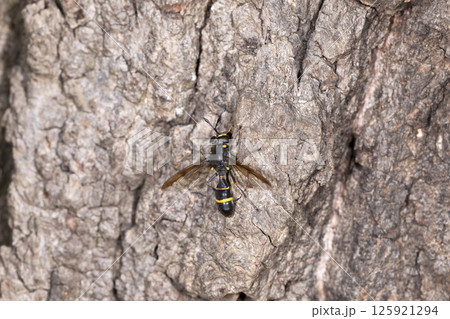 ハチモドキアブ 125921294