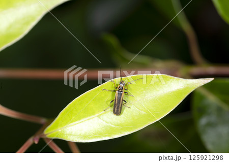 ヒメジョウカイ 125921298