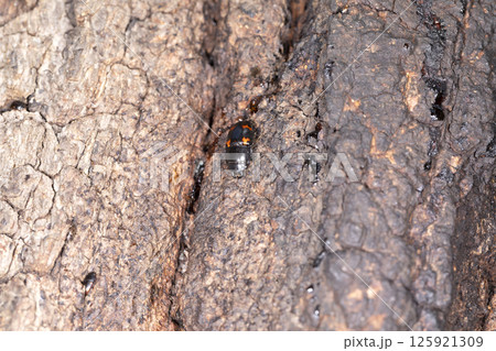 ヨツボシケシキスイ 125921309