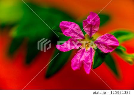 Abstract colored background close up. Macro flowers and petals  125921385