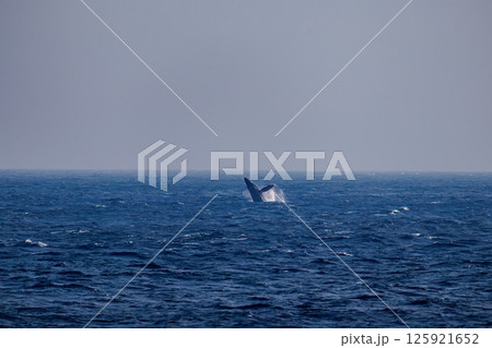ブリーチング（ジャンプ）するザトウクジラ。空にクロアシアホウドリが飛ぶ。底土海岸八丈島東京都2024 125921652