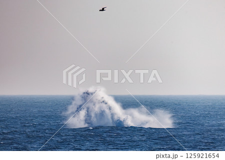 ブリーチング（ジャンプ）するザトウクジラ。空にクロアシアホウドリが飛ぶ。底土海岸八丈島東京都2024 125921654