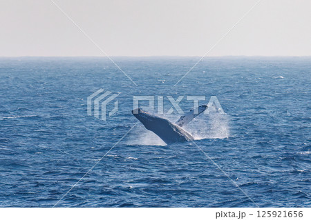 ブリーチング（ジャンプ）するザトウクジラ。空にクロアシアホウドリが飛ぶ。底土海岸八丈島東京都2024 125921656