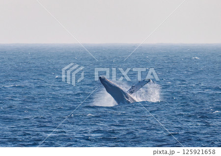 ブリーチング（ジャンプ）するザトウクジラ。空にクロアシアホウドリが飛ぶ。底土海岸八丈島東京都2024 125921658
