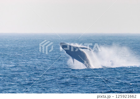 ブリーチング（ジャンプ）するザトウクジラ。空にクロアシアホウドリが飛ぶ。底土海岸八丈島東京都2024 125921662